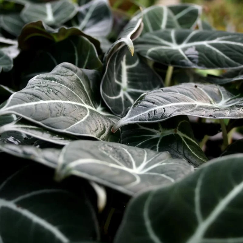 Black Velvet Alocasia Live Plant Set - 2 Alocasia Reginula 4-6" Tall Compact Indoor Houseplant - Image 9