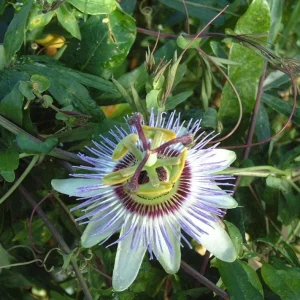 Blue Caerulea Passionflower Live Plant - 4-6