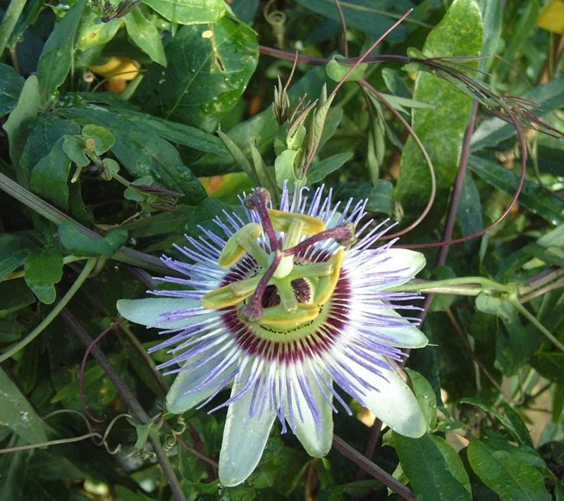 Blue Caerulea Passionflower Live Plant - 4-6" Tall Starter, Rooted - Image 2