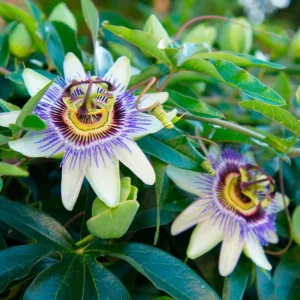 Blue Caerulea Passionflower Live Plant - 4-6