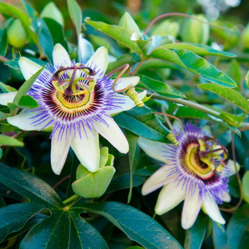 Blue Caerulea Passionflower Live Plant - 4-6" Tall Starter, Rooted - Image 3