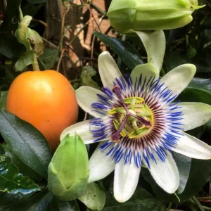 Blue Caerulea Passionflower Live Plant - 4-6