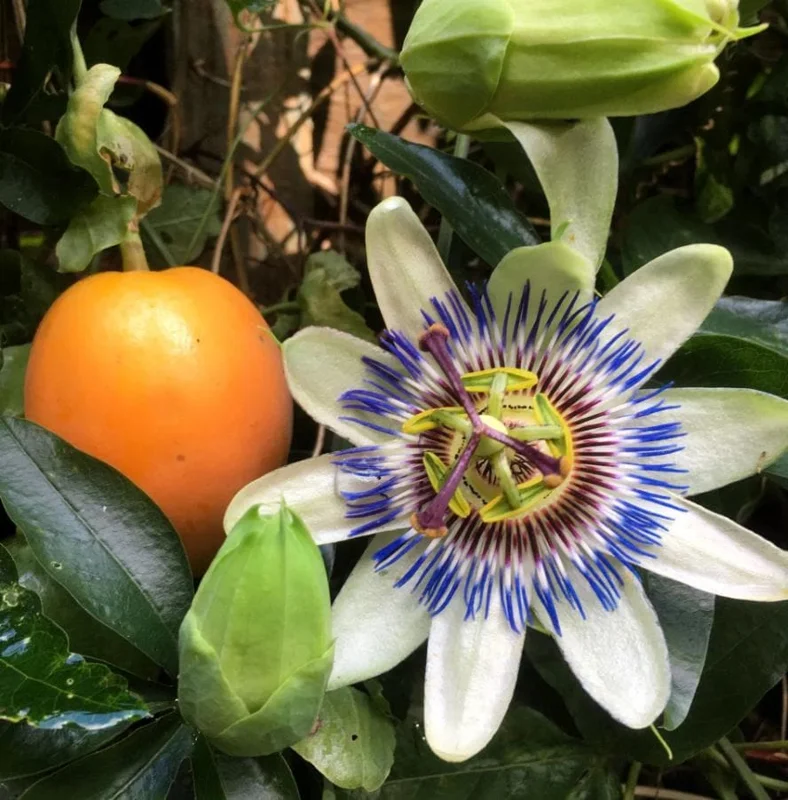 Blue Caerulea Passionflower Live Plant - 4-6" Tall Starter, Rooted - Image 4