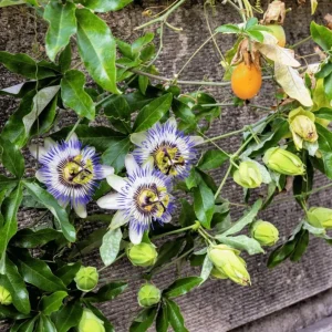 Blue Caerulea Passionflower Live Plant - 4-6