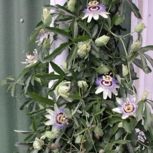 Blue Caerulea Passionflower Live Plant - 4-6
