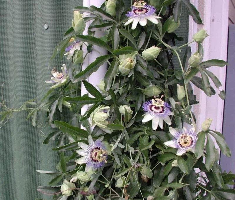 Blue Caerulea Passionflower Live Plant - 4-6" Tall Starter, Rooted - Image 6