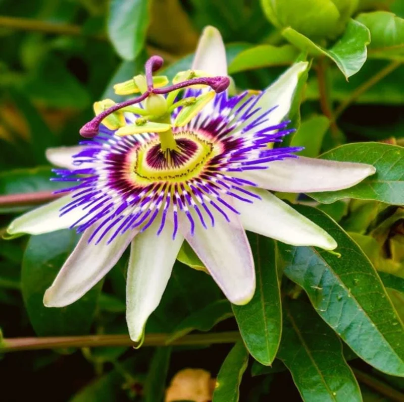 Blue Caerulea Passionflower Live Plant - 4-6" Tall Starter, Rooted - Image 1