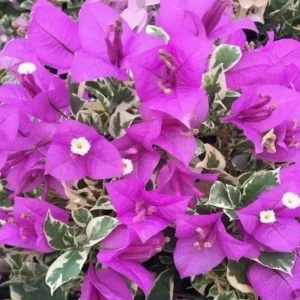 Blueberry Ice Bougainvillea Live Plants – Set of 2 Starter Vines – 4-6” Tall - Image 3