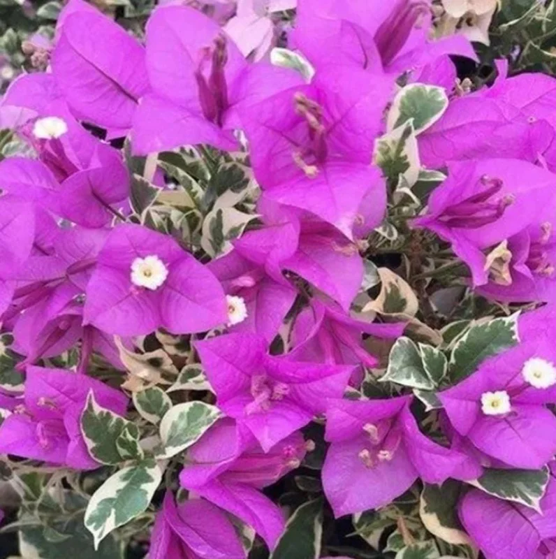 Blueberry Ice Bougainvillea Live Plants – Set of 2 Starter Vines – 4-6” Tall - Image 3