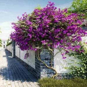 Blueberry Ice Bougainvillea Live Plants – Set of 2 Starter Vines – 4-6” Tall - Image 1