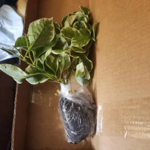 Blueberry Ice Bougainvillea Live Plants – Set of 2 Starter Vines – 4-6” Tall - Image 4