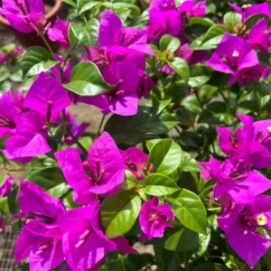 Bougainvillea Elizabeth Angus Live Plant – Set of 3 – 4-6
