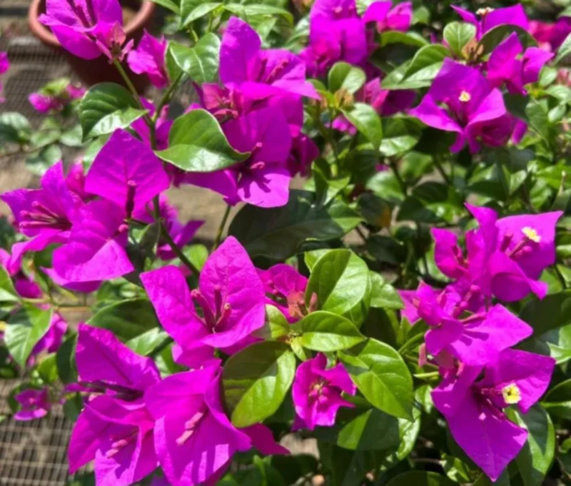 Bougainvillea Elizabeth Angus Live Plant – Set of 3 – 4-6" Tall – Purple-Red Flowering Tropical Vine - Image 2