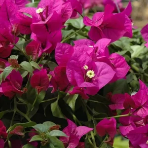 Bougainvillea Elizabeth Angus Live Plant – Set of 3 – 4-6