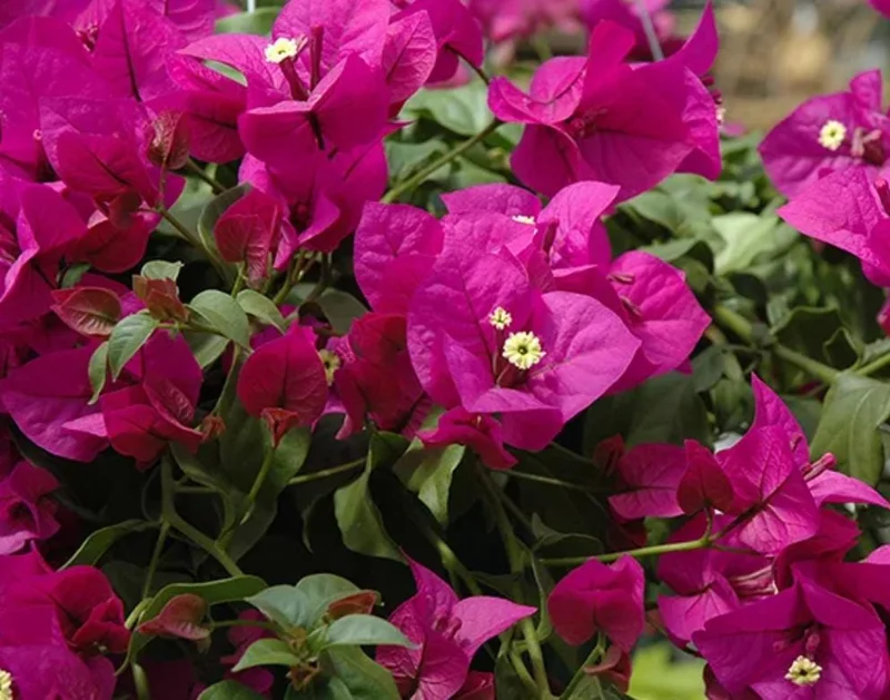Bougainvillea Elizabeth Angus Live Plant – Set of 3 – 4-6" Tall – Purple-Red Flowering Tropical Vine - Image 3