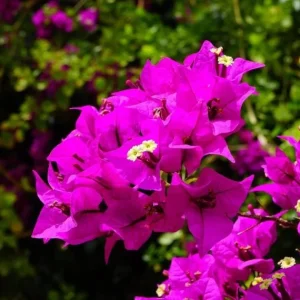 Bougainvillea Elizabeth Angus Live Plant – Set of 3 – 4-6