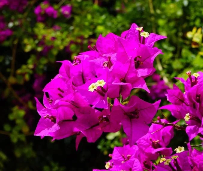 Bougainvillea Elizabeth Angus Live Plant – Set of 3 – 4-6" Tall – Purple-Red Flowering Tropical Vine - Image 4