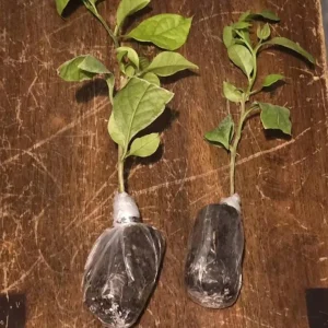 Bougainvillea Elizabeth Angus Live Plant – Set of 3 – 4-6