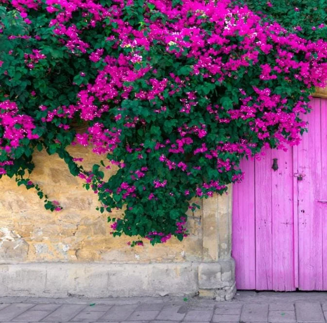 Bougainvillea Elizabeth Angus Live Plant – Set of 3 – 4-6" Tall – Purple-Red Flowering Tropical Vine - Image 1