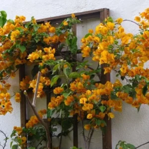 California Gold Bougainvillea Live Plants - Set of 2, 4