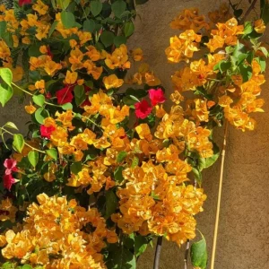 California Gold Bougainvillea Live Plants - Set of 2, 4
