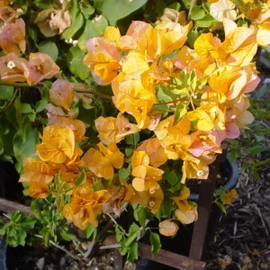 California Gold Bougainvillea Live Plants - Set of 2, 4