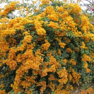 California Gold Bougainvillea Live Plants - Set of 2, 4