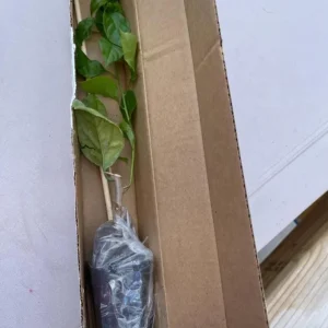 California Gold Bougainvillea Live Plants - Set of 2, 4