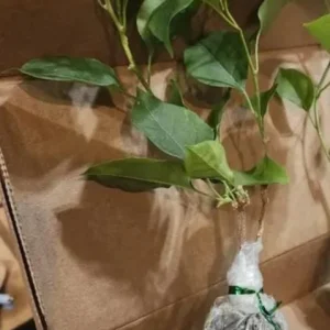 California Gold Bougainvillea Live Plants - Set of 2, 4