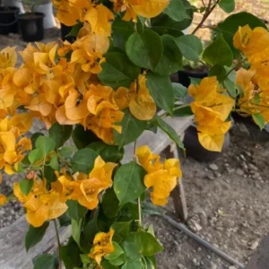 California Gold Bougainvillea Live Plants - Set of 2, 4