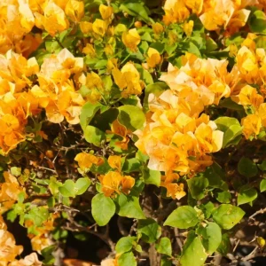 California Gold Bougainvillea Live Plants - Set of 2, 4