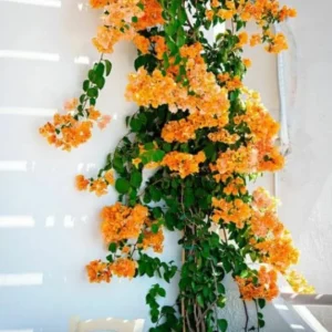 California Gold Bougainvillea Live Plants - Set of 2, 4