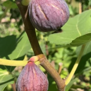 Celeste Fig Live Plant – 5-9