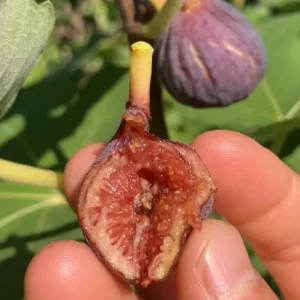 Celeste Fig Live Plant – 5-9