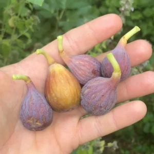 Celeste Fig Live Plant – 5-9