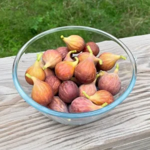 Celeste Fig Live Plant – 5-9