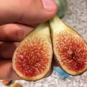 Celeste Fig Live Plant – 5-9