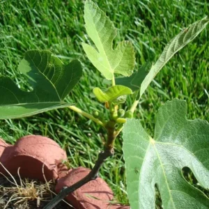 Celeste Fig Live Plant – 5-9