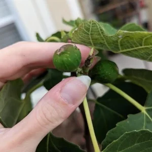 Celeste Fig Live Plant – 5-9