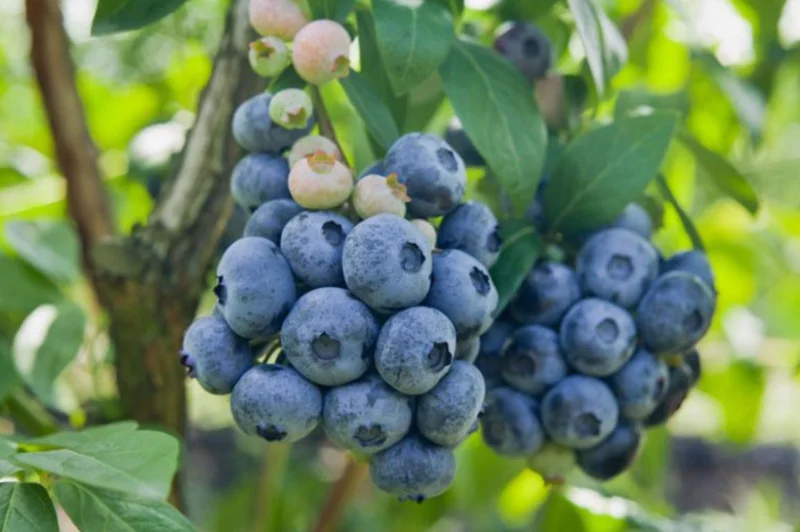 Chandler Blueberry Live Plant (Set of 2) - Vaccinium corymbosum - 4-6" Tall - Edible Fruit Bush for Home Gardens - Image 2