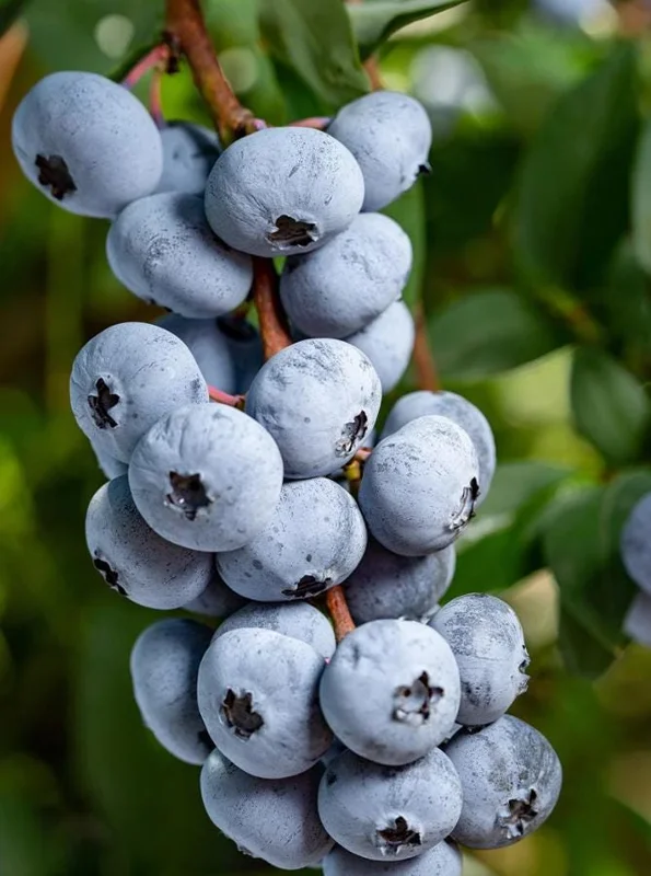 Chandler Blueberry Live Plant (Set of 2) - Vaccinium corymbosum - 4-6" Tall - Edible Fruit Bush for Home Gardens - Image 3
