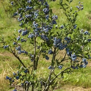 Chandler Blueberry Live Plant (Set of 2) - Vaccinium corymbosum - 4-6
