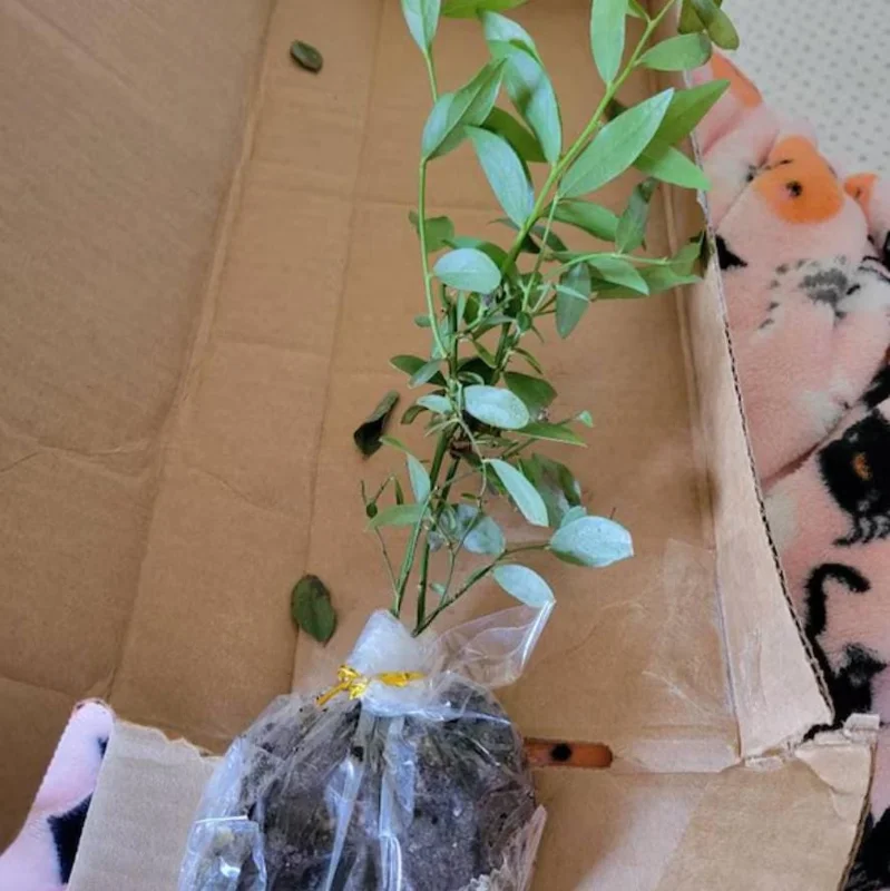 Chandler Blueberry Live Plant (Set of 2) - Vaccinium corymbosum - 4-6" Tall - Edible Fruit Bush for Home Gardens - Image 5