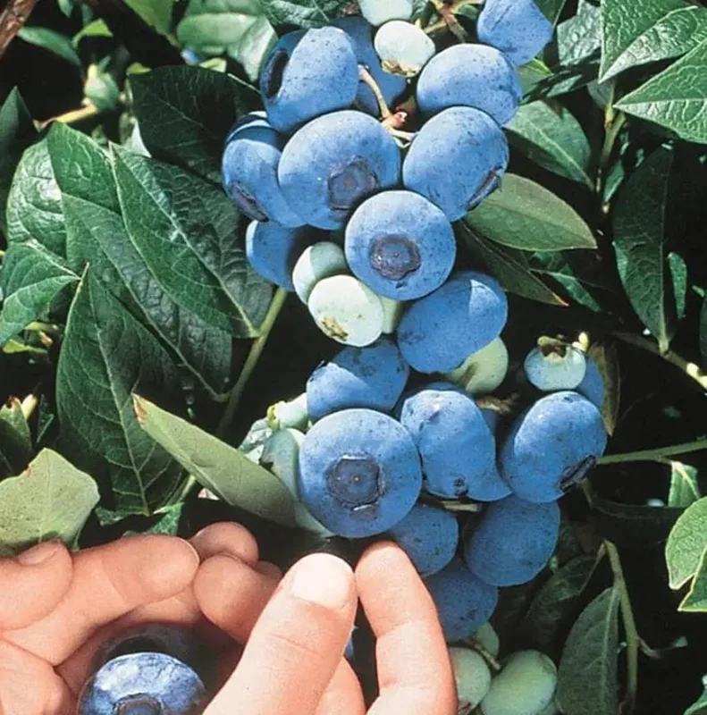Chandler Blueberry Live Plant (Set of 2) - Vaccinium corymbosum - 4-6" Tall - Edible Fruit Bush for Home Gardens - Image 1