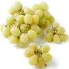 Cotton Candy Grape Vine Cuttings - 2 Fresh, Edible Vitis Cuttings - Image 1