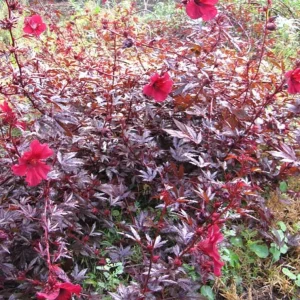 Cranberry Hibiscus Live Plant Set, 4-6