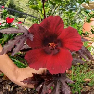 Cranberry Hibiscus Live Plant Set, 4-6