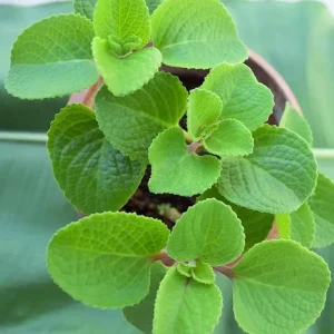 Cuban Oregano Live Plant - Plectranthus amboinicus - Edible Herb - 4-6