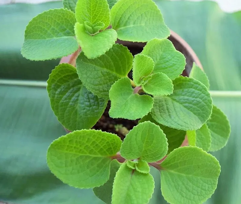 Cuban Oregano Live Plant - Plectranthus amboinicus - Edible Herb - 4-6" Tall Starter - Image 10