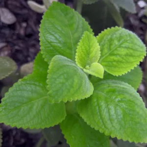 Cuban Oregano Live Plant - Plectranthus amboinicus - Edible Herb - 4-6